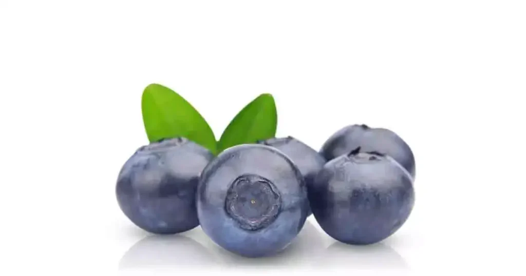 Blueberry-photo