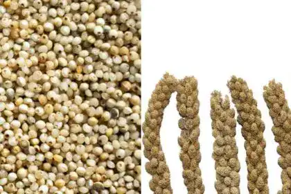 Millets-in-Kannada