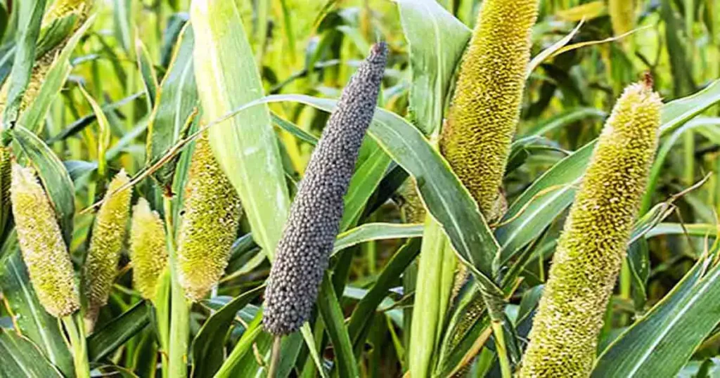 Pearl-millet-photo