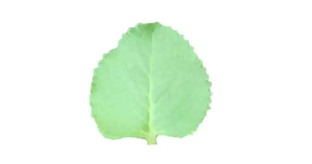 Ajwain leaf photo