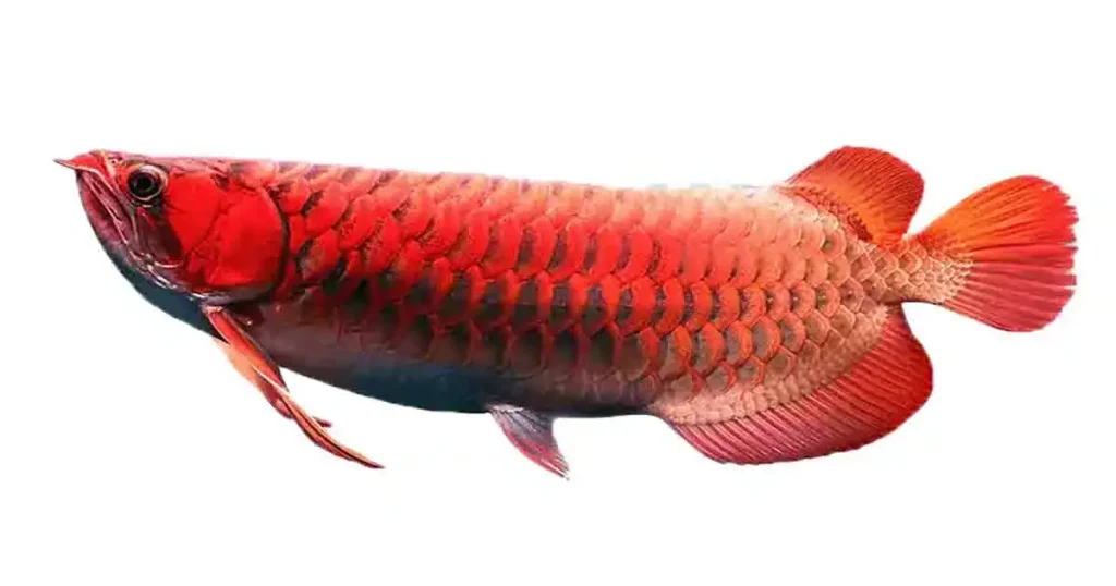 Arowana-fish