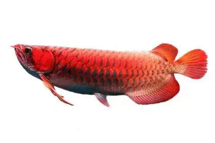 Arowana-fish