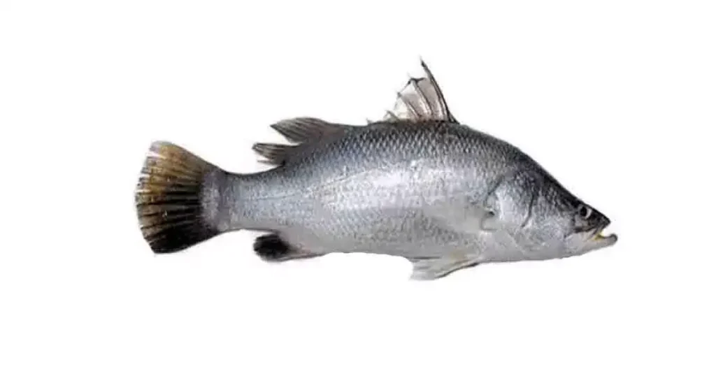 Bhetki-Fish