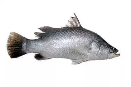 Bhetki-Fish