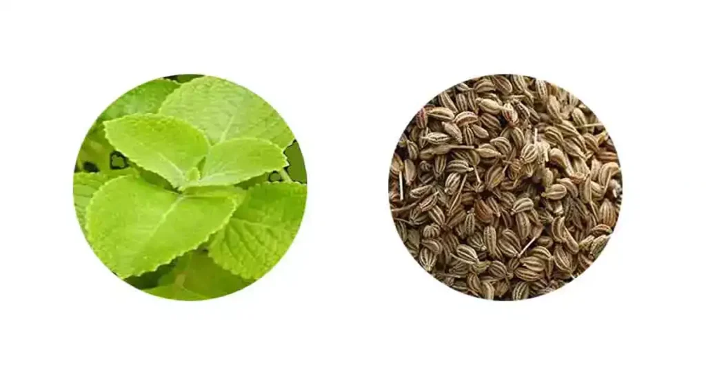 Carom Seeds Or Ajwain In Telugu [5+ Benefits, Nutrient, Price Etc]