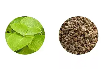 Carom-or-Ajwain-seeds-in-Telugu