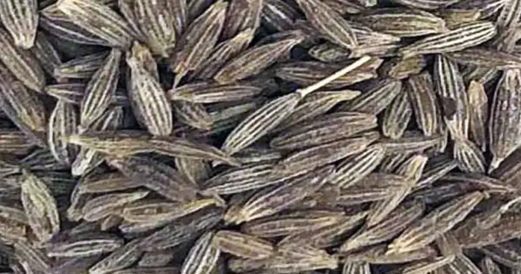 Cumin-seeds-photo