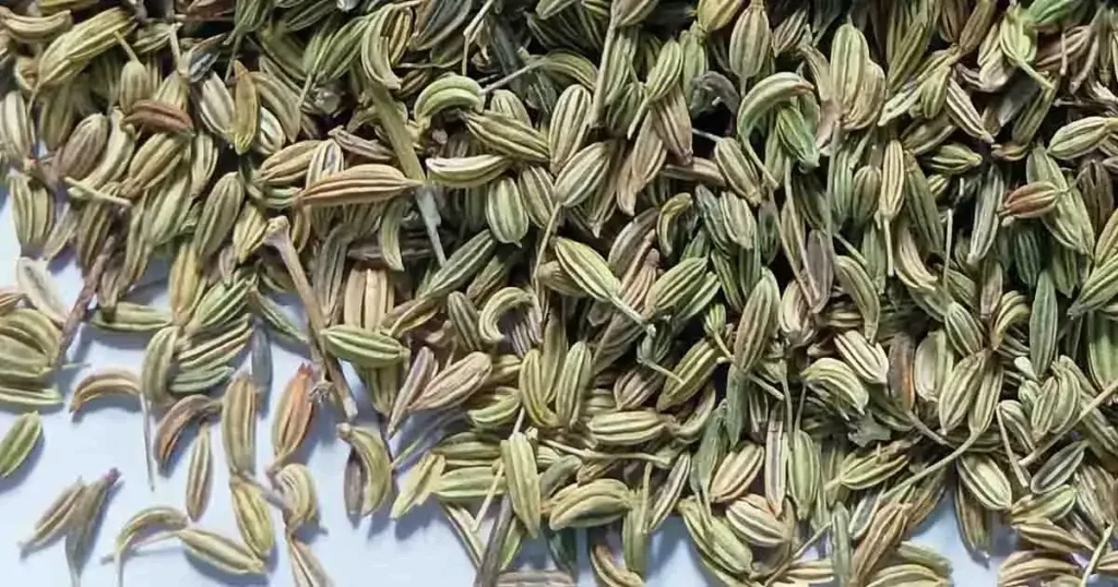 Fennel-Seeds-photo