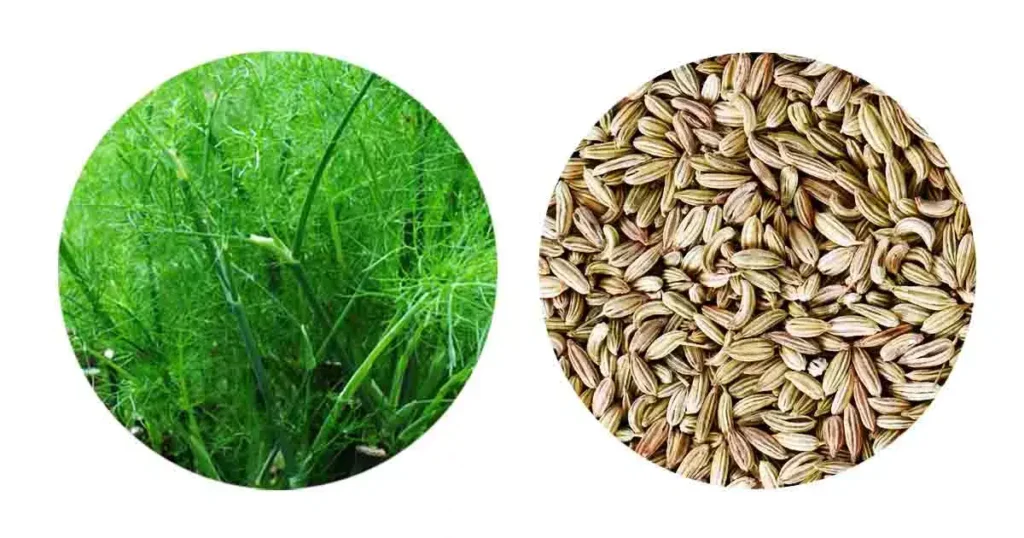 Fennel-seeds-in-Telugu