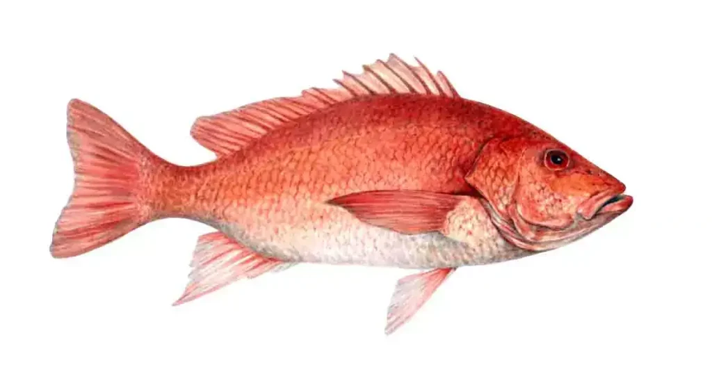 Sankara-fish