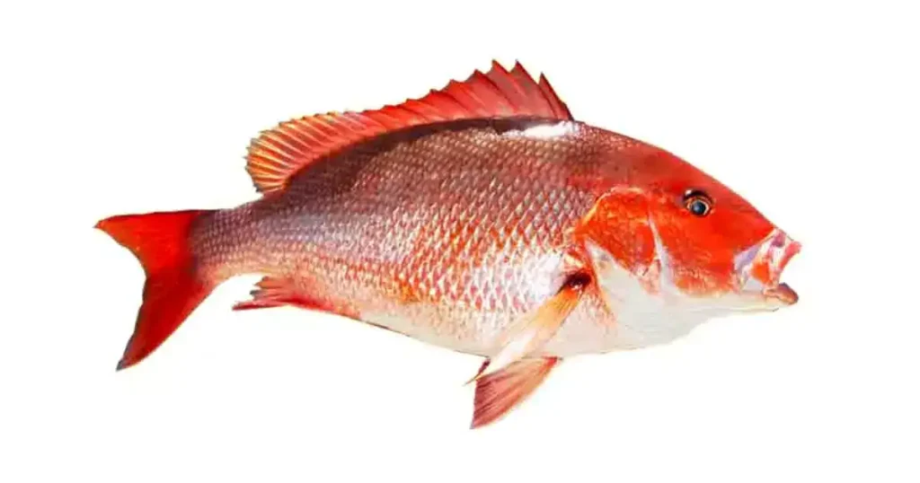 Sankara-fish-photo