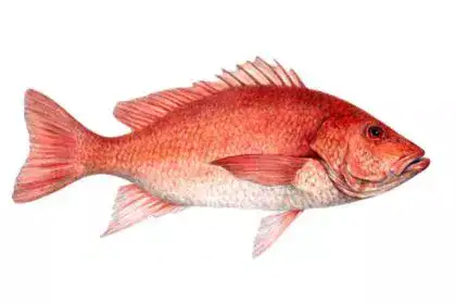 Orange Snapper Fish