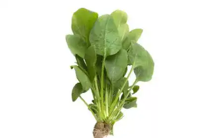 Spinach-in-Tamil