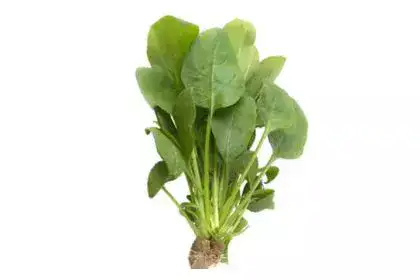 Spinach-in-Telugu