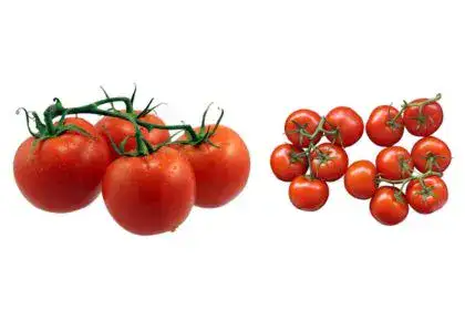 Tomato-in-Kannada