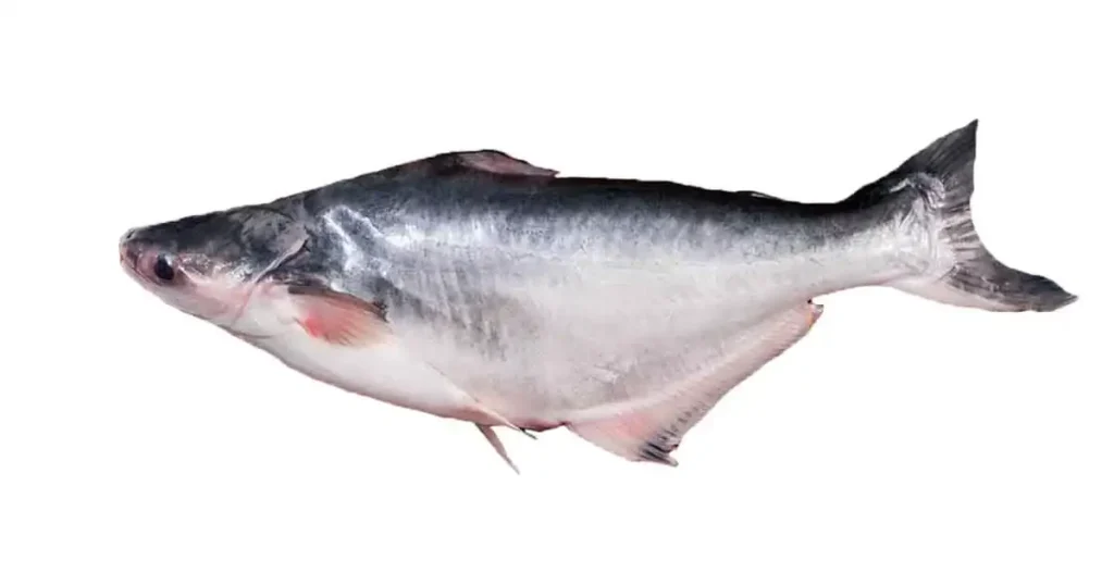 apollo-fish