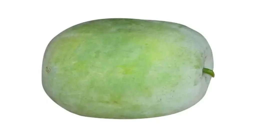 ash-gourd-photo