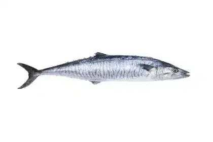 surmai-fish