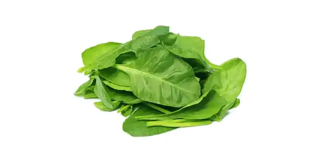 types-of-Spinach-Varieties