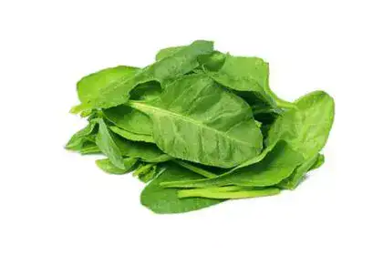 types-of-Spinach-Varieties