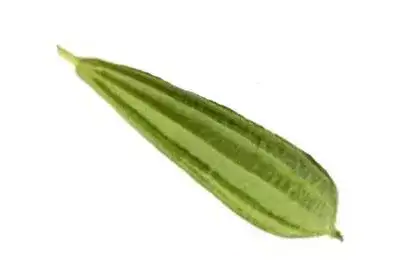 Beerakaya-in-english