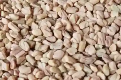 Fenugreek-in-Tamil
