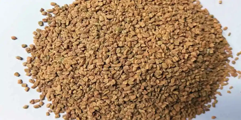 Fenugreek-seed-photo