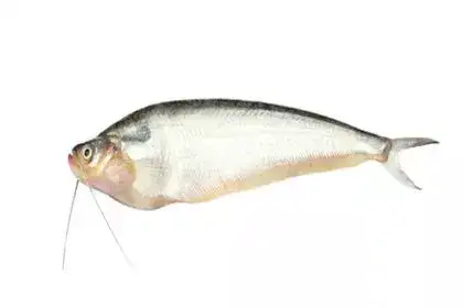 Pabda-Fish