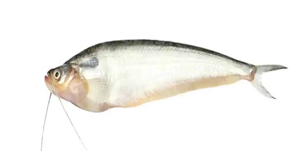 Pabda-Fish