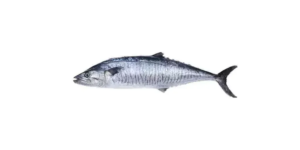 Vanjaram-Fish