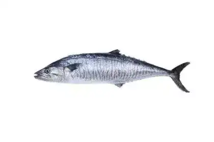 Vanjaram-Fish