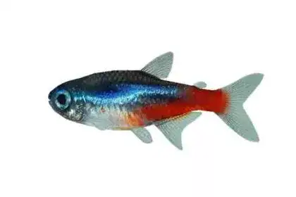 Widow-fish