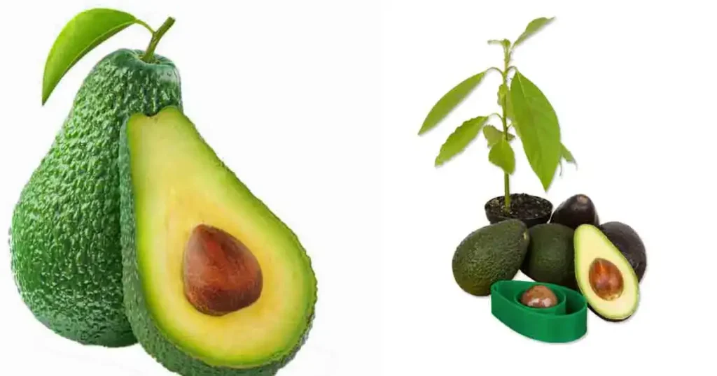 Avocado-in-Marathi