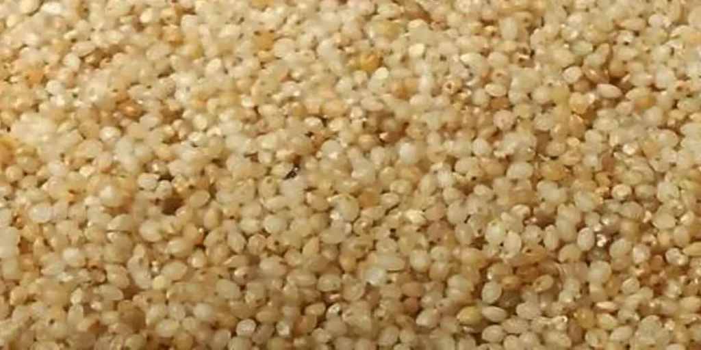 kodo-millet-in-tamil-name-5-benefits-side-effects-nutrients-price