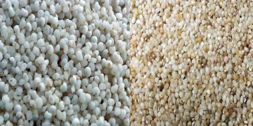 Kodo-Millet-in-Tamil