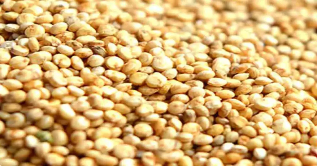 Quinoa-seed