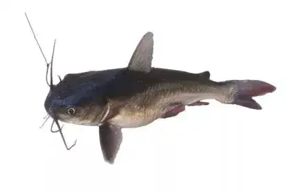 Singhara-fish
