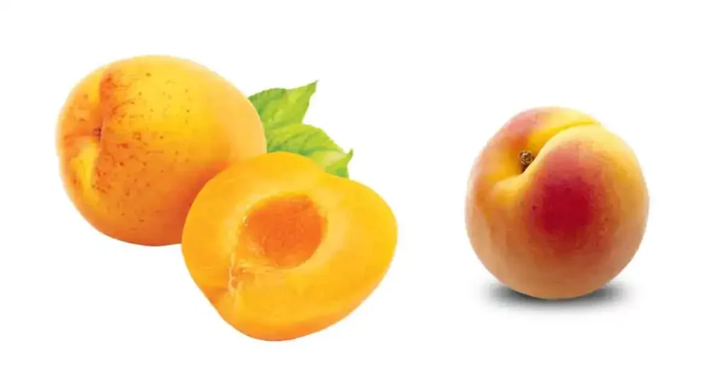 Apricot-fruit-photo