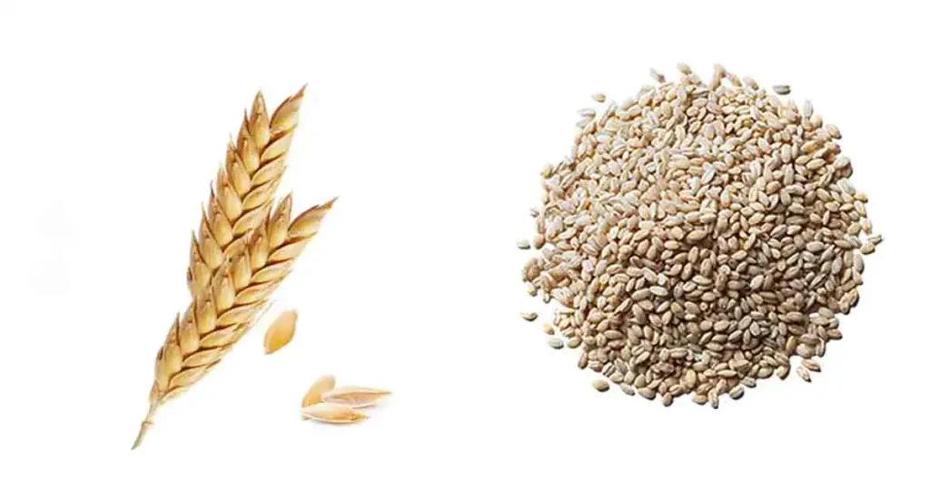 Barley-in-Kannada