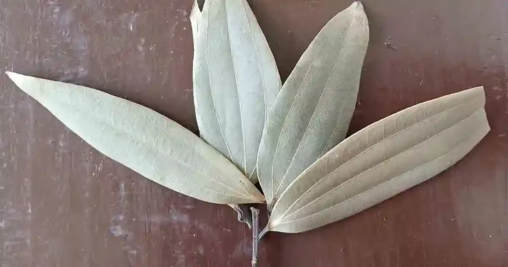 Bay-leaf-in-Malayalam