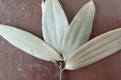 Bay-leaf-in-Malayalam