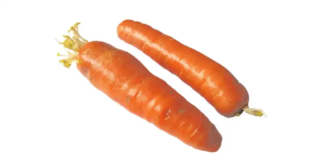Carrot-photo