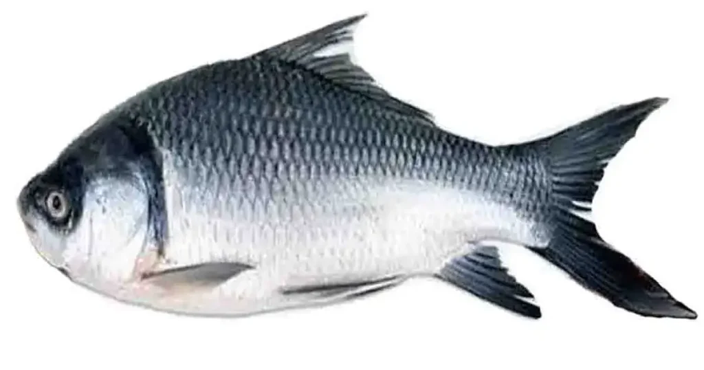 Catla-Fish-in-Telugu