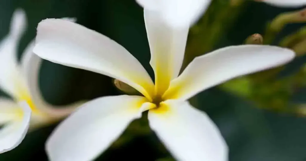 Champa-Flower-photo