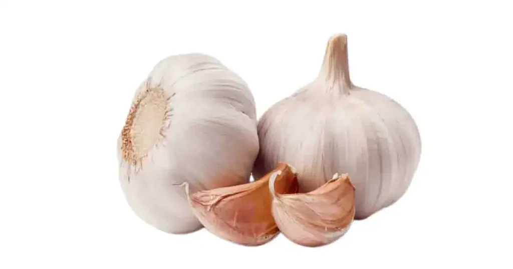 Garlic-photo