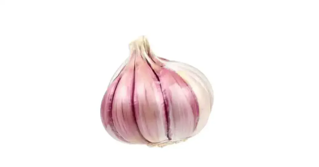 Garlic-photo