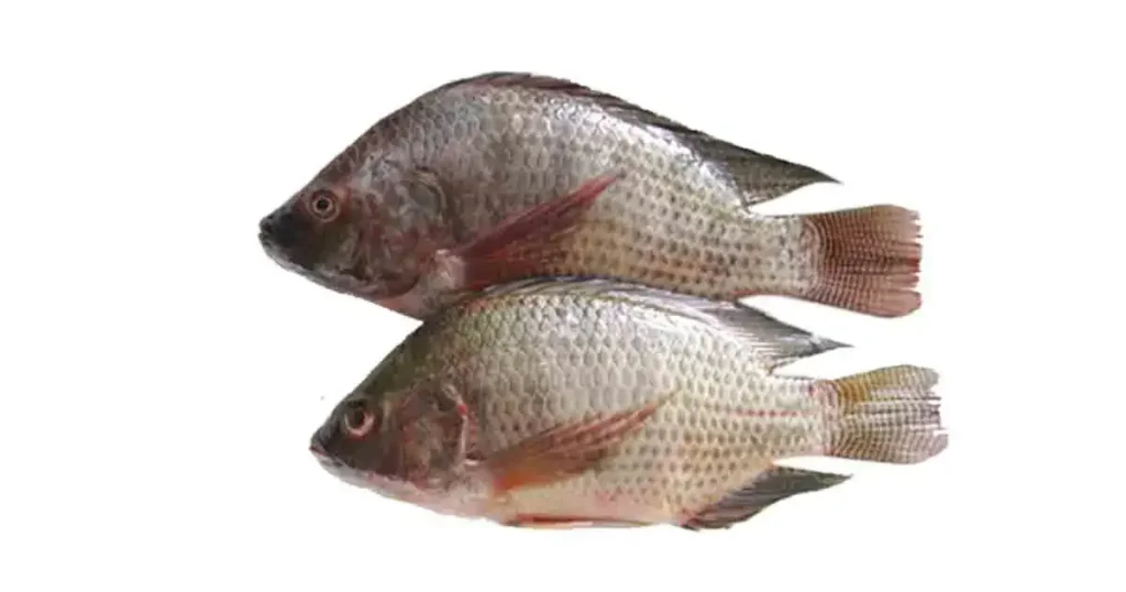 Jalebi-Fish