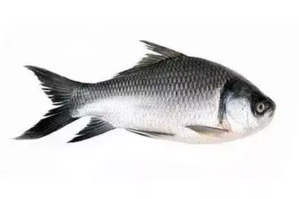 Katla-Fish