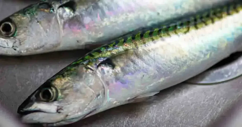 Mackerel-Fish-in-Bengali