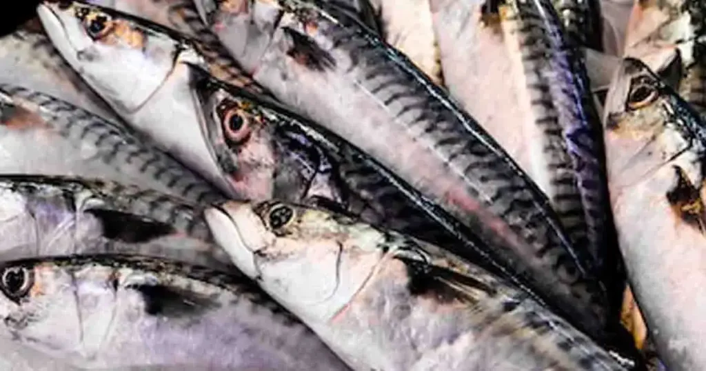 Mackerel-Fish-photo